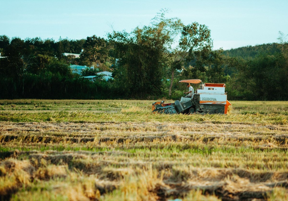 Harvester working across a rice field in late afternoon light